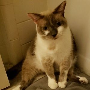 Meet your Posher, Shelby